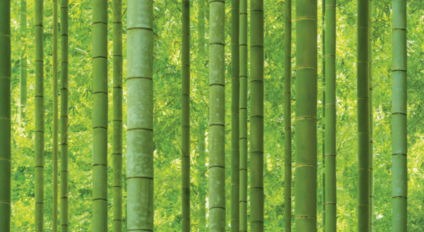 Wallpaper: Natural - Sunshine Bamboo  (88423-1)