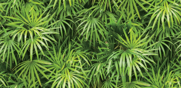 Wallpaper: Natural - Tropical  (88425-1)